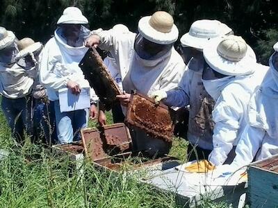 Guardianes de la Biodiversidad: entrevista a Alexis Rodríguez, productor apícola