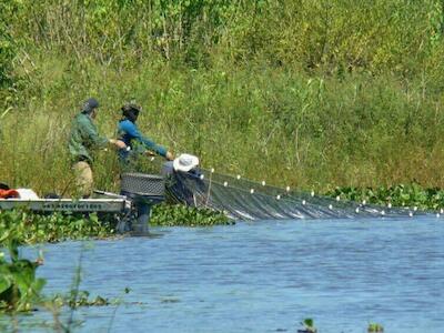 La interacción humana genera cambios ambientales e impactos socioeconómicos a las comunidades ribereñas que ven reducida su oferta de pesca. Crédito de la imagen: Cortesía de Janet Higuti/Grupo de Investigación en Limnología, Ictiología y Acuicultura de la Universidad Estatal de Maringá, para SciDev.Net