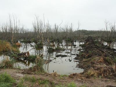 Humedales y biodiversidad en riesgo