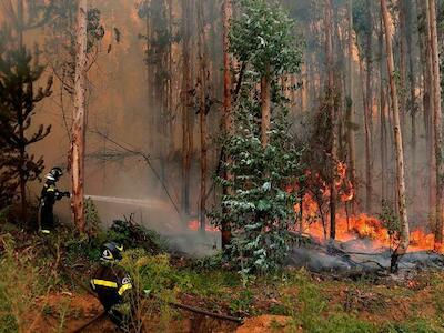 El Gobierno de Chile informó que hay 251 incendios forestales activos en el país. Foto: Télam