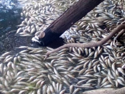 Indígenas Movima denuncian contaminación de ríos y muerte de peces por quemas durante esta emergencia