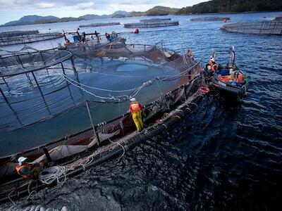 Industria salmonera chilena: crecimiento sostenido, altos precios y fuerte dependencia del mercado internacional