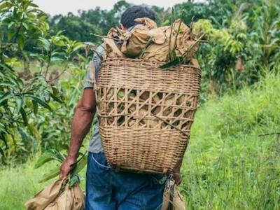 Intento de acaparamiento de tierras campesinas en Haití en beneficio de transnacionales