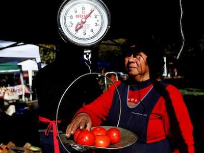 Investigadores y extensionistas en una cruzada por preservar la semilla del tomate platense