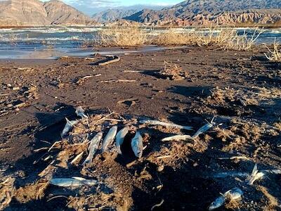 Jachal: denuncian derrame de mercurio desde la mina Veladero