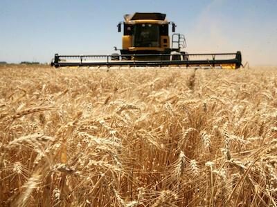 La advertencia de un grupo de expertos al Gobierno por aprobar el trigo transgénico tolerante a sequía