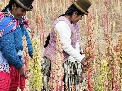 La Central de Pueblos Indígenas de La Paz rechaza uso de los transgénicos
