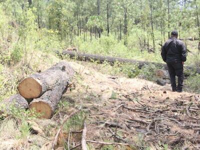 La deforestación en San Miguel Topilejo, una masacre ambiental