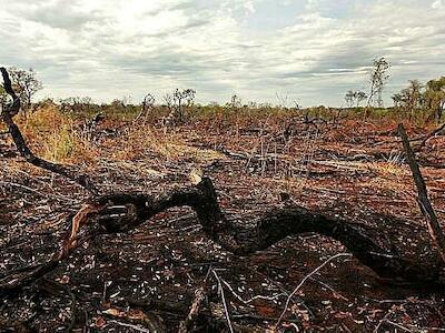 El Cerrado es el segundo bioma más grande de América del Sur y alimenta ocho de las 12 principales cuencas hidrográficas brasileñas. Foto: SOS Cerrado