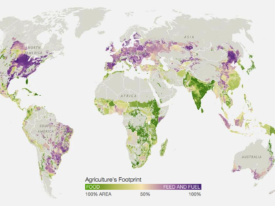 Cultivos producidos para comida (verde) versus para alimento animal y combustibles (morado) (Fuente: https://www.nationalgeographic.com/)