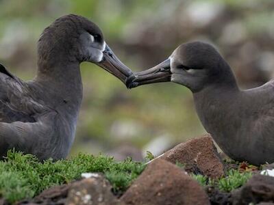 La increíble historia de Bruno y Hope, los polluelos albatros de patas negras que son una esperanza para la conservación de su especie