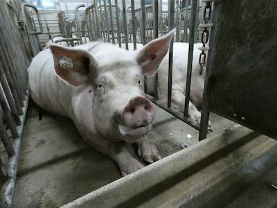 La instalación de granjas industriales de cerdos en Santiago del Estero generará más desmontes y desalojos