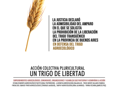 La Justicia declaró la admisibilidad del amparo que solicita detener la liberación del trigo transgénico HB4 