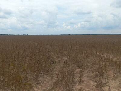 La Mano Muerta de Carranza detrás de Aliar-Fazenda y los Menonitas en el Meta