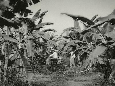 La masacre de las bananeras: «No ha pasado nada, ni está pasando ni pasará nunca»