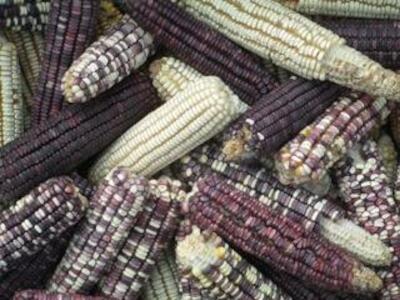 La mitad del maíz consumido en México es importado 
