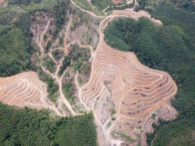 La pérdida de bosques aumentó un 12% en 2020