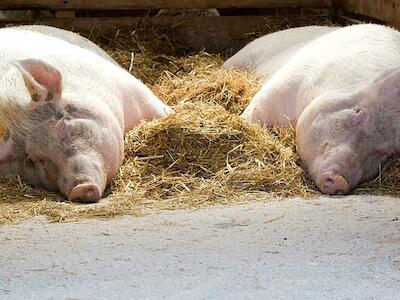 La peste porcina africana ya ha matado 6 jabalíes en Barcelona, comienza el plan de contingencia