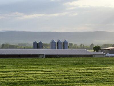 La peste porcina no es la amenaza, es el síntoma