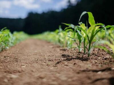 La propiedad intelectual de las semillas enfrenta a agricultores y fabricantes europeos