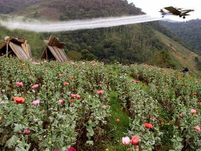 La tragedia de los abortos involuntarios por el glifosato llega a la Comisión de la Verdad de Colombia