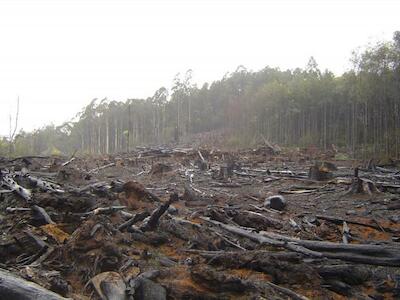 La UE, responsable de al menos un 16% de la deforestación asociada al comercio internacional