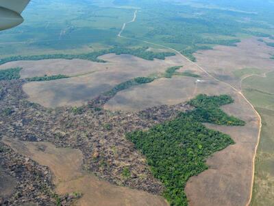 La voraz deforestación durante la pandemia dispara las alarmas de los ambientalistas en Colombia