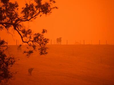 Las causas del incendio: ¿por qué Australia vive su propio infierno?