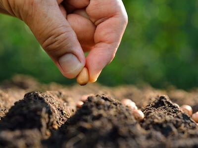 Las tramas de la vida: microorganismos, semillas y alimentos