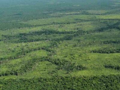 Las vacas están devorando la Amazonia colombiana