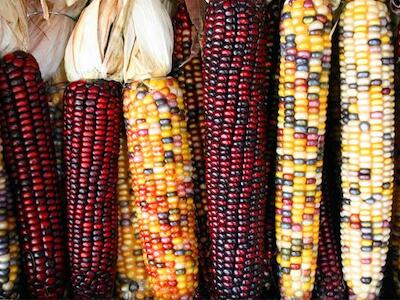 Llaman ONG a impedir la privatización del maíz