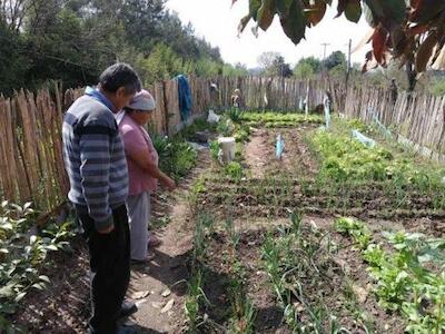 Los alimentos artificiales son perjudiciales para la transición ecológica