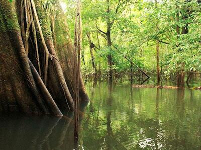 Los bosques inundados del Yasuní