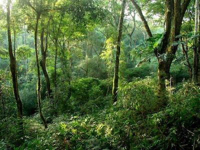 Los guardianes del bosque, fundamentales contra el cambio climático