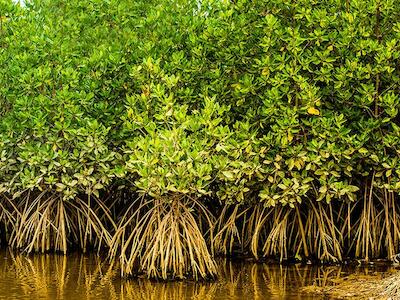 Los humedales desaparecen más rápido que los bosques