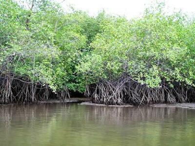 Los manglares tienen derechos