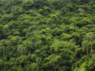 Los riesgos de la geopolítica ambiental brasileña en la agenda internacional