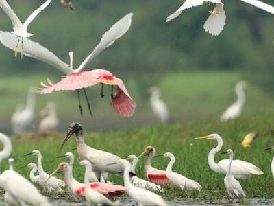 Flamencos y aves migratorias en el Río Yata, sitio Ramsar, en Bolivia. Foto: Daniel Alarcón
