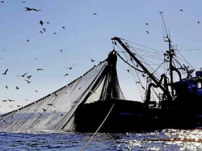 Macaya, Kast e Insulza ganan batalla por merluza a favor de pescadores industriales contra artesanales