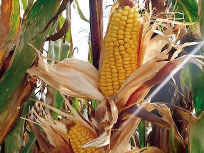 Maíz transgénico amenaza la biodiversidad y la soberanía alimentaria en México