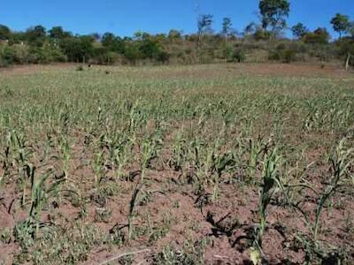 Maíz transgénico pone en riesgo la cultura y variedad alimenticia