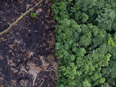 Medio ambiente: Invertir en la salud del planeta generaría mayor PIB, menos muertes y menos pobreza