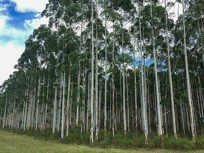 Foto: Asociación Forestal Argentina