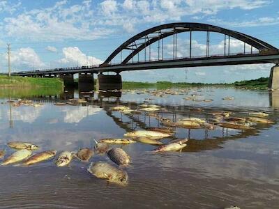 Metales pesados y agrotóxicos: la preocupante contaminación del Río Salado