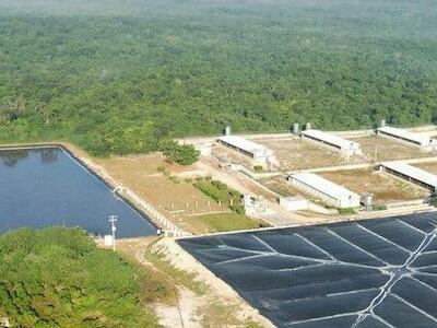 México: Pobladores denuncian entrega de cerdos para granja porcícola que amenaza cenotes en Homún