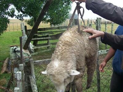 MGAP formaliza el registro de productores de animales de granja y el de profesionales que habilitarán sitios para la faena artesanal predial. Juan Samuelle