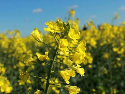 MONSANTO contra PERCY SCHMEISER, Irresponsabilidad corporativa, sexo inseguro y bioesclavitud RAFI