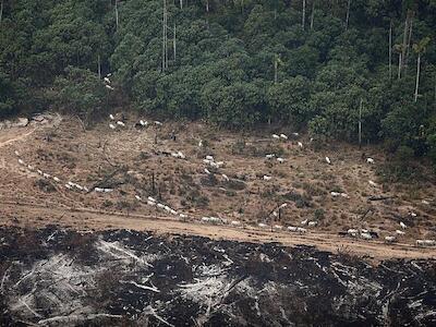 Terras da Floresta Nacional de Jamanxim, no Pará, queimadas ilegalmente para abrir espaço para a criação de gado. Foto: Greenpeace