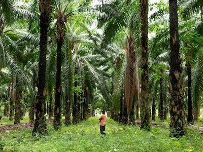 Los monocultivos de palma aceitera alteran el equilibrio del ecosistema. – Foto: Agua y Vida: Mujeres, Derechos y Ambiente