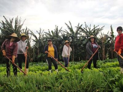 Mulheres Sem Terra produzindo. Foto: Janaina dos Santos